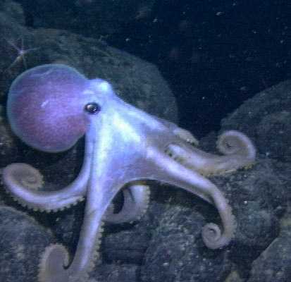 octopus.jpg