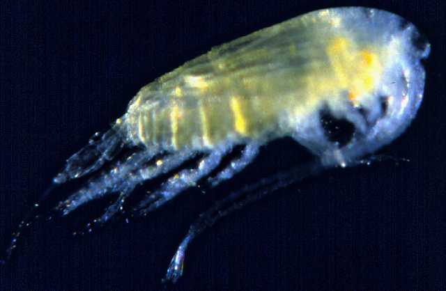 copepod_calanoida.jpg