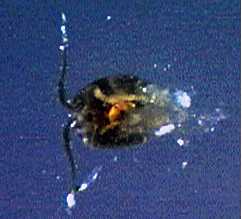 sulphide_copepod.jpg