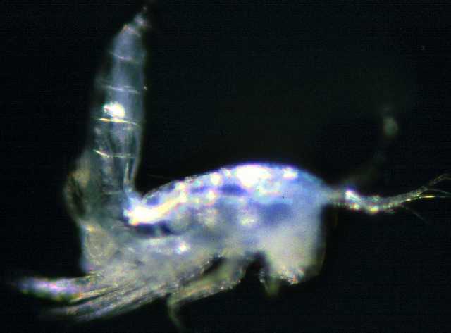 copepod_harpacticoida.jpg