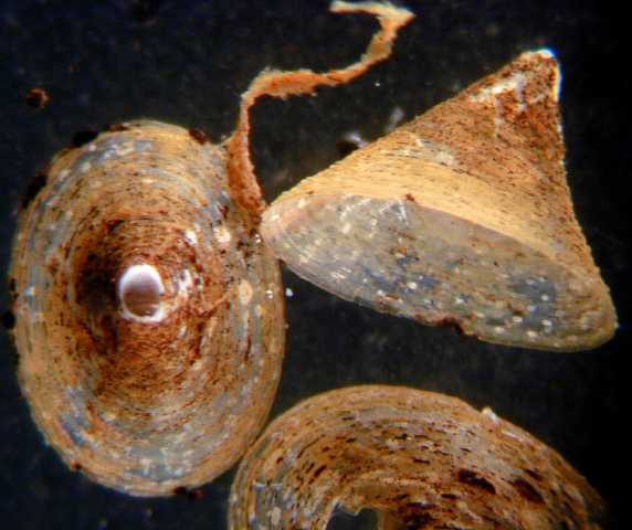 gastropoda.jpg