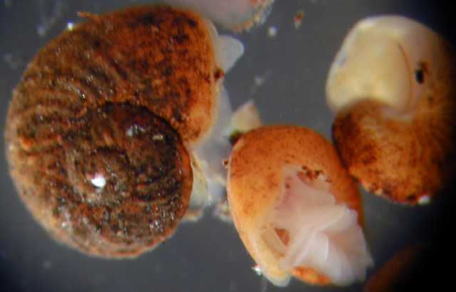 gastropoda-peltospiridae.jpg