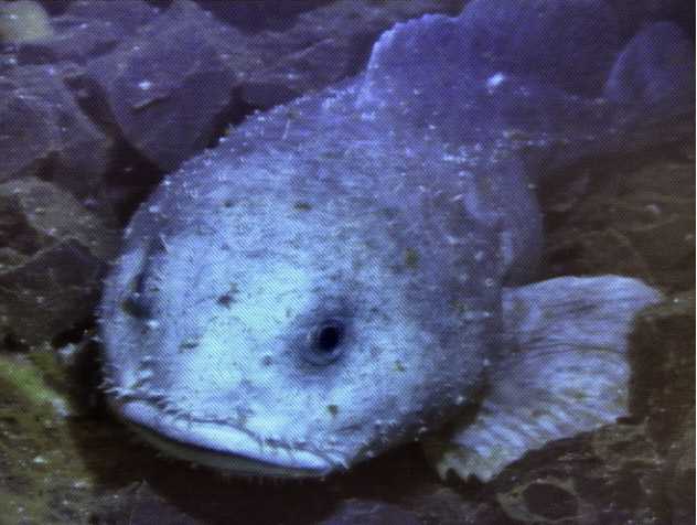 lump_fish.jpg