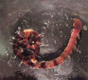 bamboo_worm.jpg