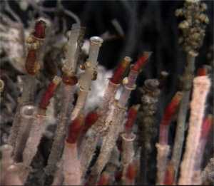 photo of tubeworms