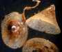 photo of gastropod