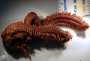 photo of nereid worm