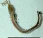 photo of spionid worm