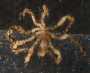 photo of vent sea spider