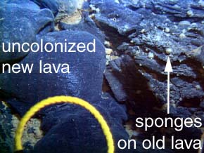 photo of lava contact