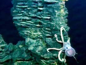 photo of octopus on lava pillar