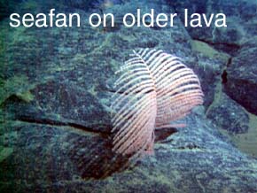 photo of seafan on older lava