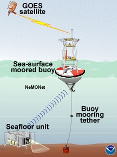 Components of the NeMO Net system