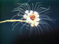 image of stalked jellyfish, click for full size