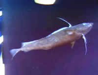 image of unidentified fish