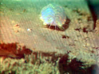image of scale worm