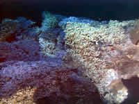 image of blue protozoan mat, click for full size