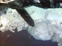 image of hot fluid sampler, click for full size