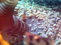 image of limpets collected by suction sampler click for full size
