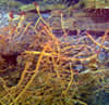 image of tube worms, click for full story