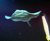 image of skate, click for full size