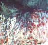 image of tube worms, click for full story