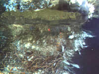 image of NeMO Net camera, click for full size