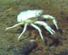 image of crab, click for full story