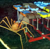 image of crab & traps, click for full story