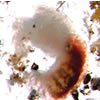 image of larvae,  click for full report