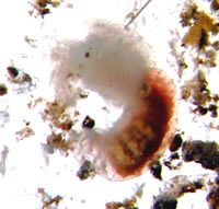 image of larvae, click for full size