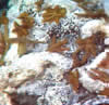 image of sulfide worms,  click for full story