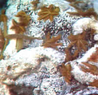 image of sulfide worms, click for full size