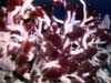 image of tubeworms at hydrothermal vent
