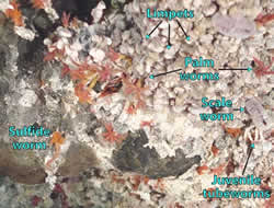 various worms at hydrothermal vent