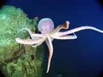 octopus image