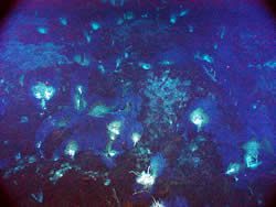 image of blue mat