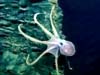 image of deepsea octopus