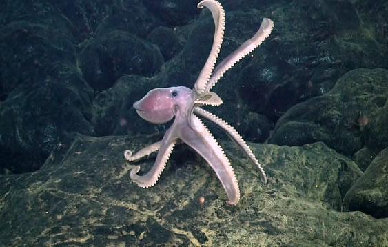 Octopus on new lava flow.