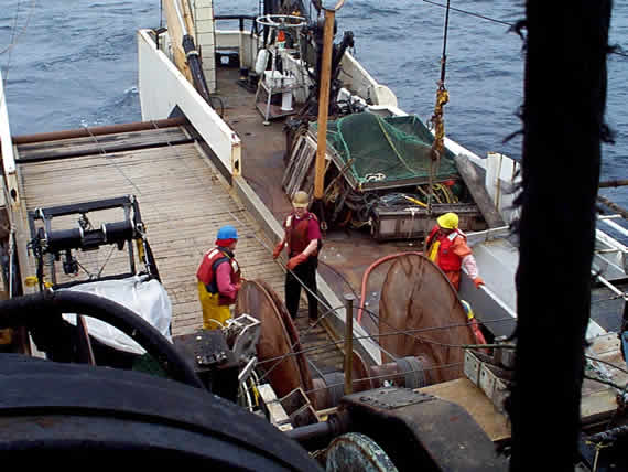 Deployment of a bottom trawl net from the Miller Freeman