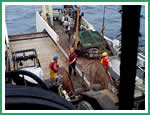 Deployment of bottom trawl net