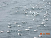 A flotilla of gulls off starboard near CTD operations.