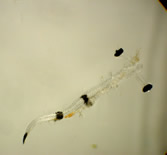 Image of Pacific blacksmelt larva.