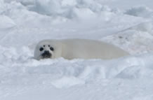 Seal Pup on the ice.  Photo by M. Cameron.