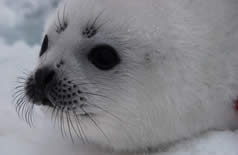 Image seal pup.
