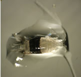 Microscope image of copepod.