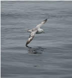 Image of a gliding northern Fulmar.