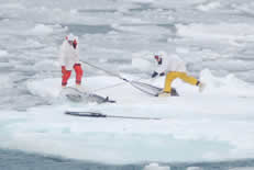 Image of scientists on ice floe attempting to capture a spotted seal.