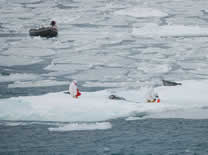 Image of a seal group in a seal capture.