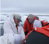 Image of a scientist attaching a splash tag to an adult seal.